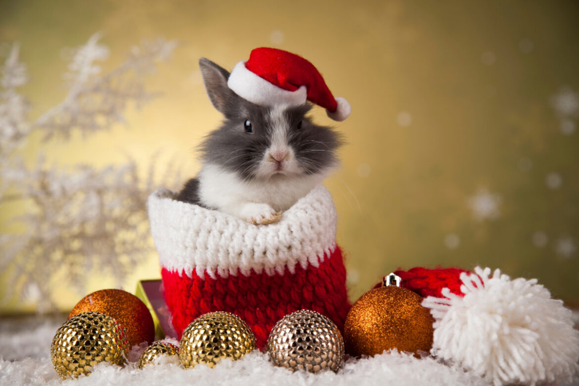 christmas easter rabbit christmas easter rabbit